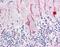 Neurofilament Heavy antibody, orb95725, Biorbyt, Immunohistochemistry paraffin image 