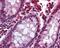 TGR5 antibody, 48-937, ProSci, Immunohistochemistry frozen image 