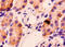 Hepatitis A Virus Cellular Receptor 2 antibody, A52552-100, Epigentek, Immunohistochemistry paraffin image 