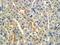 Sodium Channel Epithelial 1 Alpha Subunit antibody, orb383746, Biorbyt, Immunohistochemistry paraffin image 