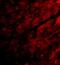 Short transient receptor potential channel 3 antibody, NBP1-77262, Novus Biologicals, Immunofluorescence image 