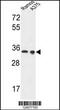 Lactate Dehydrogenase A antibody, 63-987, ProSci, Western Blot image 