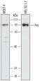 FES Proto-Oncogene, Tyrosine Kinase antibody, MAB6460, R&D Systems, Western Blot image 