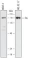 FES Proto-Oncogene, Tyrosine Kinase antibody, MAB6460, R&D Systems, Western Blot image 