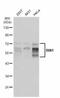 Bridging Integrator 1 antibody, NBP2-15587, Novus Biologicals, Western Blot image 