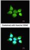 SS-A antibody, NBP1-33548, Novus Biologicals, Immunocytochemistry image 