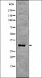 Nucleophosmin 1 antibody, orb336158, Biorbyt, Western Blot image 