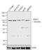 DISC1 Scaffold Protein antibody, 40-6800, Invitrogen Antibodies, Western Blot image 