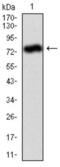 Alkaline Phosphatase, Biomineralization Associated antibody, abx011924, Abbexa, Western Blot image 