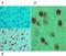 Motor Neuron And Pancreas Homeobox 1 antibody, ab92606, Abcam, Immunohistochemistry paraffin image 