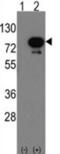 DEAF1 Transcription Factor antibody, abx031643, Abbexa, Western Blot image 