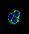 Coenzyme Q8A antibody, LS-C168251, Lifespan Biosciences, Immunofluorescence image 