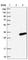 ZBED6 C-Terminal Like antibody, HPA019724, Atlas Antibodies, Western Blot image 