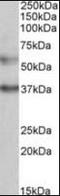 Calcium uptake protein 1, mitochondrial antibody, orb178840, Biorbyt, Western Blot image 