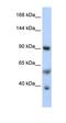 PPARG Coactivator 1 Alpha antibody, orb329608, Biorbyt, Western Blot image 
