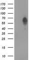 Bestrophin-3 antibody, TA502154, Origene, Western Blot image 