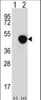 Leucine Rich Alpha-2-Glycoprotein 1 antibody, LS-C165864, Lifespan Biosciences, Western Blot image 