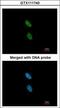 Zinc Finger C3HC-Type Containing 1 antibody, GTX111740, GeneTex, Immunofluorescence image 