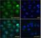 Rac GTPase Activating Protein 1 antibody, GTX22270, GeneTex, Immunocytochemistry image 