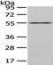 Ectonucleoside Triphosphate Diphosphohydrolase 1 antibody, CSB-PA981013, Cusabio, Western Blot image 