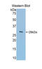 Alpha-1-B Glycoprotein antibody, LS-C304636, Lifespan Biosciences, Western Blot image 