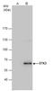 Mst1/Mst2 antibody, GTX111494, GeneTex, Immunoprecipitation image 