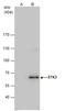 Serine/Threonine Kinase 3 antibody, GTX111494, GeneTex, Immunoprecipitation image 