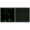 Calponin 2 antibody, A08680, Boster Biological Technology, Immunofluorescence image 