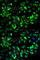 Glycyl-TRNA Synthetase antibody, A5435, ABclonal Technology, Immunofluorescence image 