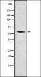 Unconventional prefoldin RPB5 interactor antibody, orb337512, Biorbyt, Western Blot image 