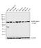Protein Kinase AMP-Activated Catalytic Subunit Alpha 1 antibody, MA5-15815, Invitrogen Antibodies, Western Blot image 
