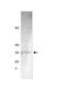 Coagulation Factor II, Thrombin antibody, NBP2-29813, Novus Biologicals, Western Blot image 