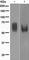 CD80 Molecule antibody, ab134120, Abcam, Western Blot image 