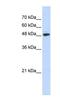 Ubiquitin Protein Ligase E3 Component N-Recognin 7 (Putative) antibody, NBP1-54339, Novus Biologicals, Western Blot image 