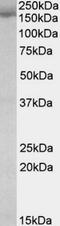 Stromal Antigen 2 antibody, NBP1-51992, Novus Biologicals, Western Blot image 