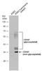 Basigin (Ok Blood Group) antibody, GTX100915, GeneTex, Western Blot image 