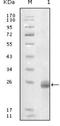 DANCE antibody, NBP1-28890, Novus Biologicals, Western Blot image 