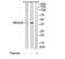 NK2 Homeobox 4 antibody, TA316481, Origene, Western Blot image 