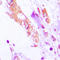 Interleukin 1 Beta antibody, LS-C352362, Lifespan Biosciences, Immunohistochemistry paraffin image 