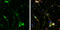 SH3 And Multiple Ankyrin Repeat Domains 3 antibody, GTX133133, GeneTex, Immunofluorescence image 