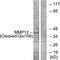 Matrix Metallopeptidase 12 antibody, LS-C121087, Lifespan Biosciences, Western Blot image 