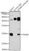 Proteasome Subunit Beta 2 antibody, GTX54633, GeneTex, Immunoprecipitation image 