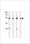 Histone H4 Transcription Factor antibody, A07517, Boster Biological Technology, Western Blot image 