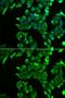 Stomatin antibody, GTX54719, GeneTex, Immunofluorescence image 