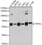 TSPY Like 1 antibody, 14-295, ProSci, Western Blot image 