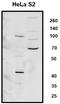 Integrator Complex Subunit 11 antibody, PA5-46133, Invitrogen Antibodies, Western Blot image 