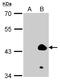 Kruppel Like Factor 1 antibody, NBP2-15007, Novus Biologicals, Western Blot image 