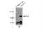 ERCC Excision Repair 2, TFIIH Core Complex Helicase Subunit antibody, 10818-1-AP, Proteintech Group, Immunoprecipitation image 