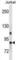 Component Of Inhibitor Of Nuclear Factor Kappa B Kinase Complex antibody, abx031180, Abbexa, Western Blot image 