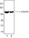 Tubulin Gamma 1 antibody, LS-B1496, Lifespan Biosciences, Western Blot image 